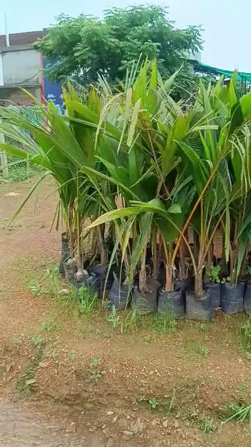 Green life nursery saraipali 9977685757