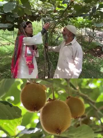 Man from Ganderbal village impressed all farmers by his unique horticultural skills from Grapes production to Kiwi production