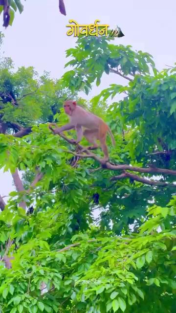 गोवर्धन पर्वत।