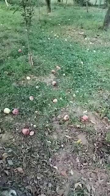 Khudaya raham
growers ko crorers ka nuqsaan hugeloss of apple
Orchards because of strong wind in parts of shopian & other parts of
kashmir
Update your areas