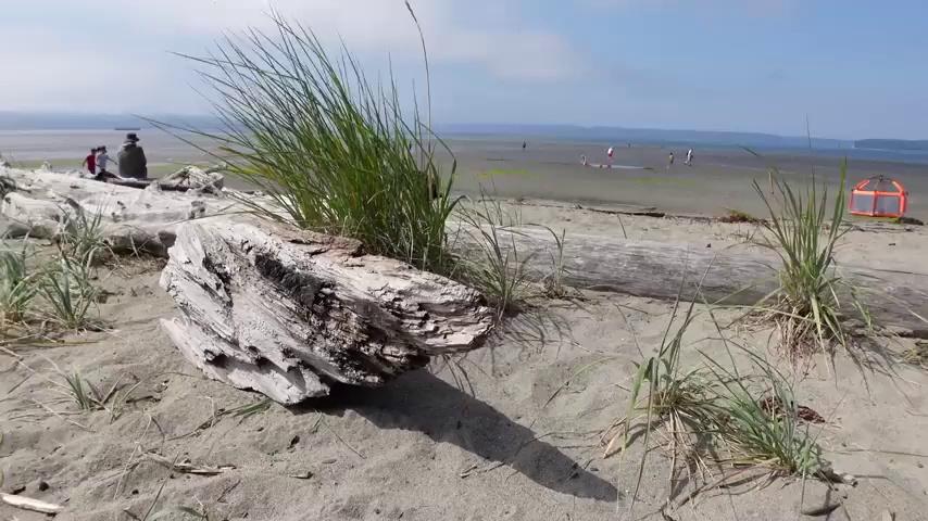 Exploring This Man-Made Island Near Seattle - CHILL BEACH VLOG