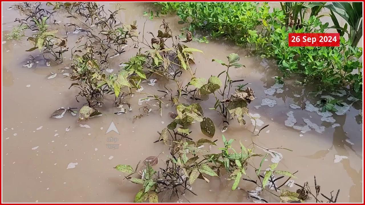 Sangli Heavy Rain : सांगलीमध्ये अतिवृष्टी, उडीद,भुईमूग पिकांना मोठा फटका; शेतकरी संकटात