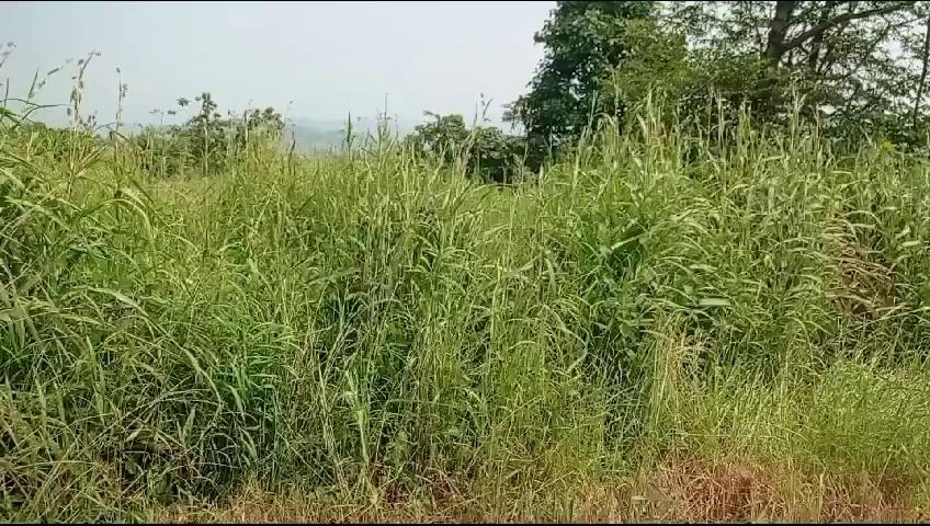 1000acre khalapur khopoli area agriculture land price. 2 cr per acre for sale pune Mumbai highway interest buyer contact me