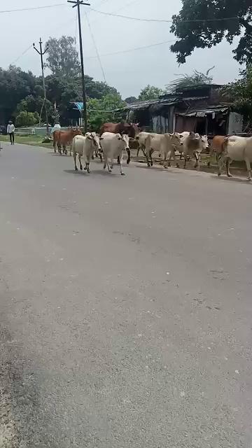 आवारा पशुओं के कारण फसल हो रही हैं नष्ट जिसके कारण किसानों को उठाना पड़ रहा है भारी नुकसान यह वीडियो गौरीगंज हरदासपुर रायबरेली का है|यह सब सरकार की लापरवाही है |