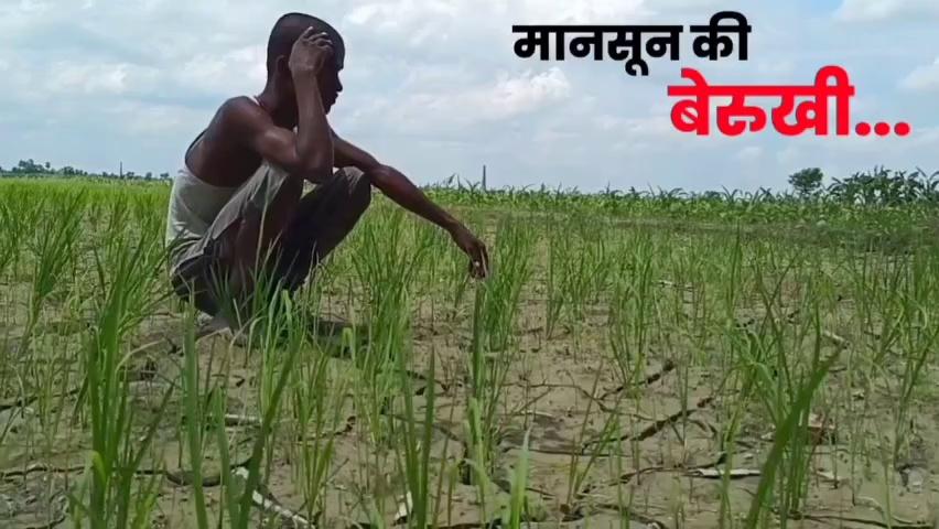 समस्तीपुर में मानसून की बेरुखी से किसान परेशान: अब तक 46 प्रतिशत ही हुई धान रोपनी, कड़ी धूप से खेतों में पड़ रहे दरार....