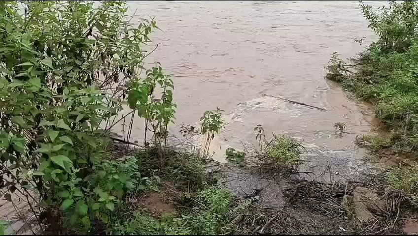 Jashpur : ईब नदी में जल स्तर बढ़ा, मवेशी चराने गए 3 चरवाहे फंसे... Video