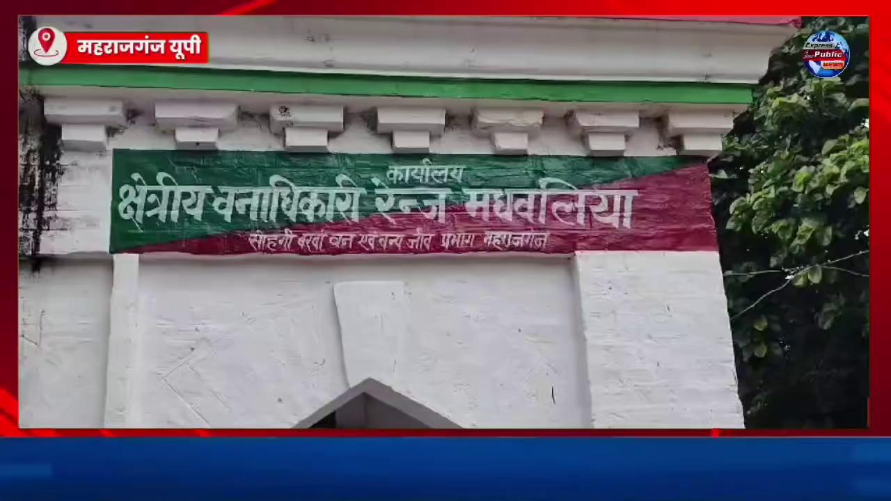 महराजगंज: निचलौल 28 बोटा अवैध सागौन लकड़ी बरामद पुलिस ने छोड़ा वन विभाग ने काटा केस!