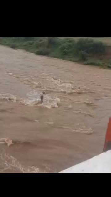श्योपुर
ढोढर सड़क पर हीरापुर के पास एक गौ माता नदी में फंस गई है, गौ सेवा संघ की टीम अगर मदद कर सकें तो कृपया जरूर पहुंचे, जल स्तर धीरे धीरे बढ़ता जा रहा है....