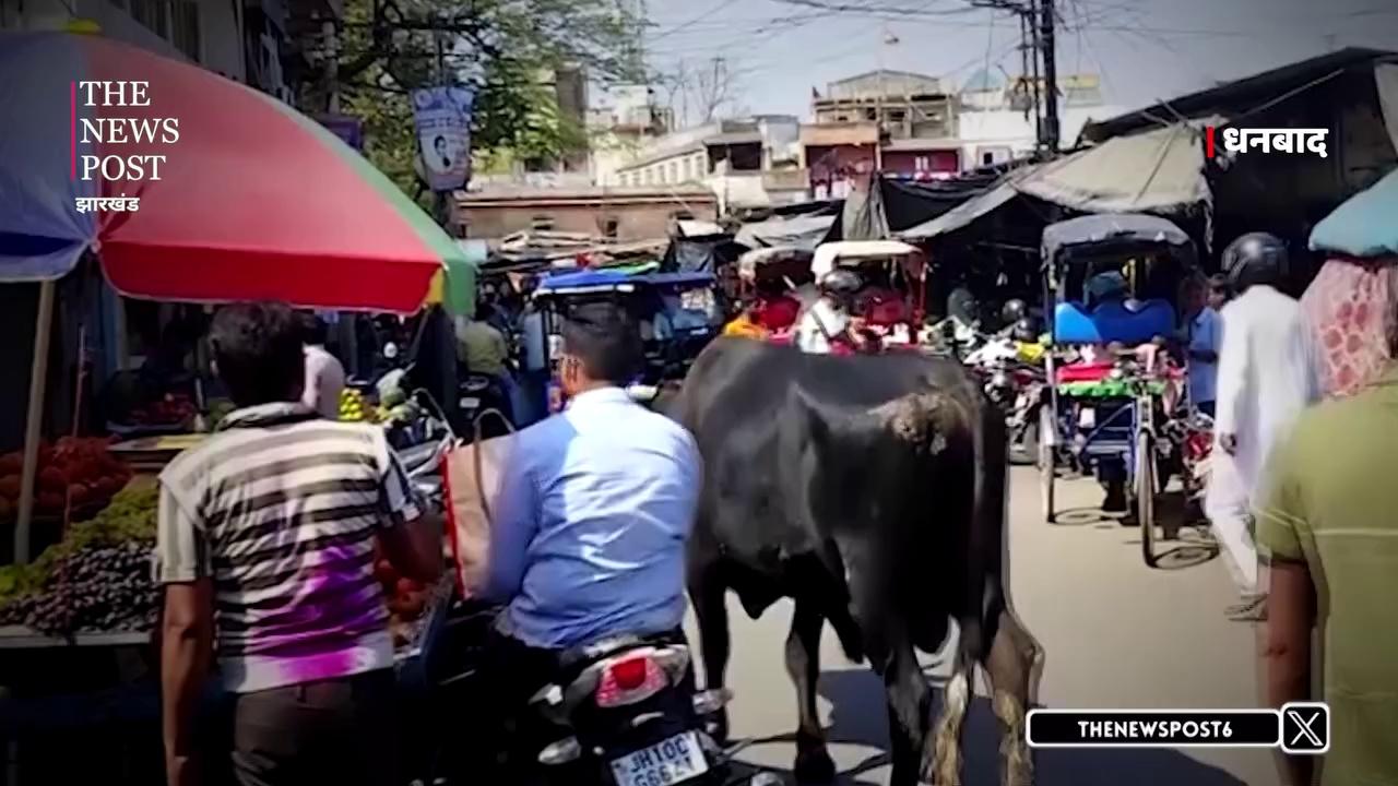 DHANBAD!! शहर में सांड़ तो ग्रामीण इलाकों में हाथी मचा रहे उत्पात