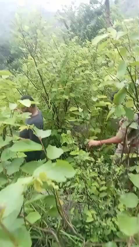 दिनदहाड़े चोरी कर हुआ फरार, पुलिस ने 5 किलोमीटर पीछा कर चोर को जंगल से दबोचा