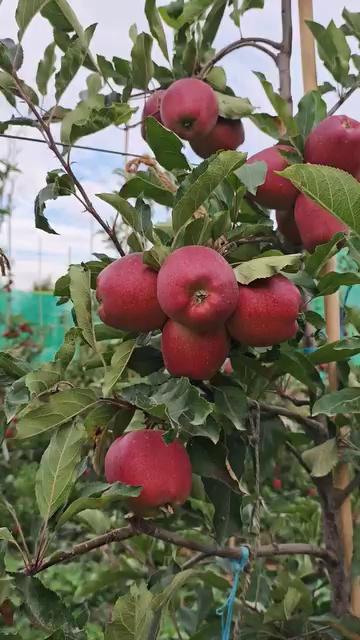 282 plants 3rd year old orchard
Location:lisser Kokernag
Ph no +91 88999 52049
Variety :Dark baron 90℅ and 10 ℅ Schinco red
Pay load (Dulaan) :zero
harvesting time :10 days before Schinco red..
topfans