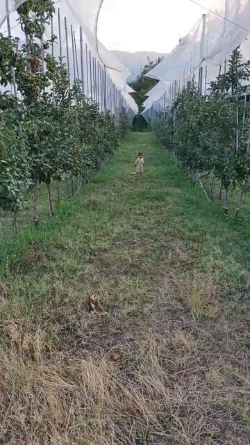 First ultra high density of Kashmir.
This orchard has played important role to motivate growers of valley towards ultra high density system..
Location:Bumdoora, kokernag, Anantnag
#FirstHdpofValley
topfans
Malik Mushtaq.
Today I not visited this orchard to check quality of apple but it gives me answers to many questions and overall satisfaction