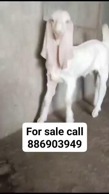 Sojat Bakra all India transport for sel contact number 8869039499