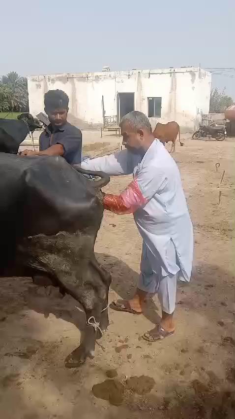 Today Performed Pregnancy Diagnosis in Buffalo Breed Mr Huzafa Railway station Taulka Kotri Technical Team Dr Ghulam Hyder Jamali Mr Amir Ali jokhio Livestock Inspector Hyderabad Under Supervision Dr Iqatidar Ali Memon Sb Additional Director Livestock Production Hyderabad Dr Ghulam Muhammad Jiskani Sb Deputy Director Livestock Production Hyderabad 12.8.2024...