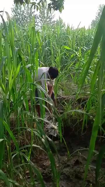 || भारत के गांव
की जिंदगी || India Village
farmer video
|| India Village ||
#indiavillage #BMW
Indian real village, Daily routine village life In India, real life in indian village,
village life, indian village life, indian village, rural life india, village life in india, real life india, village, village life india, india village life, rural life, farmer life, india life, india, village life of india, village life uttar pradesh, life, rural life in india, rural life of india, village life daily routine in, india farmer life, village life of india up, uttar pradesh village, village life vlog, rural life india village, village lifestyle, rural life india, real life india, india, rural life, indian village life, rural life of india, village life in india, rural life up, india farmer life, village life, rural life in india, rural life, indian farmers, indian farmer vlogs, india farmer, indian farming, indian farms, real , farmer life, life india, rural life india up, village life, india village life, rural india, indian village, india vlog video, india rural life, rural india life, life, indian, india farmer, nature rural life, indian life, real life india, , life, village life of india, farmer life, indian village, indian rural life, life india, life of poor people in india, up india, india life, life of india, life in india, poor people of desi life ,
indian village life,
indian village food,
indian village girl,
indian village game,
indian village in africa,
indian village cooking channel,
Uttar Pradesh Village,
uttar pradesh village life,
uttar pradesh village life vlog,
uttar pradesh village lifestyle,
uttar pradesh village food,
uttar pradesh village wedding video,
uttar pradesh village house,
uttar pradesh village tour,
uttar pradesh village home design,
up Village,
up village life,
up village life vlog,
up village food,
up village wedding video,
up village marriage,
up village lifestyle,
up village vlog,
up village cooking,
up village song,
up village shadi video,
#dailyvlog
vlogginglifestyle
#JabaramVlogs
#RameshRajVlog
#ScienceWalaShankar
#SintuReenaVlogs
#Myvillageofficial
#Delhivlogsheetal
#villagevlog
#village
#villagelifestyle
#villagelifestylevlog
#dihatilife
#dihatilifestyle
ms family vlog
#gareebmsvlogs
#jitendraSaini94
Jabaram Vlogs,
Ramesh Raj Vlog,
Science Wala Shankar,
Sintu Reena Vlogs,
Myvillage official,
Delhi vlog sheetal,
Daily vlogs,
dailylifevlogs,
India vlogs,
Daily vlogs video,
Vlogs video,
gareeb m s vlogs,
garib ms vlog,
gareeb m_s vlog,
ms garib,
vijay riya vlogs,
vijay riya,
vijay riya video,
vijay riya ka ladai,
sunil gudiya vlogs,
sunil gudiiy vlog,
goan ka ladka,
goan ka ghar,
vlog,
vlogs,
funny vlog,
Rangila family vlogs,
Rangila family vlog ,
vlog video,
new vlog video,
daily vlog video,
daily vlog,
new vlog video,
daily vlogger,
daily vlogs india,
daily vlogs,
daily vlog channel,
daily vlog video,
Village life indian vlog,
Village cooking channel,
Life of a daily vlogger,
Hindi vlogs,
How to make daily vlogs,
Middle class boy vlog,
Sourav joshi vlogs,
Life style vlogs,
Uttarpradesh vlog,
Siddharth Nagar vlog,
Indian couple vlog,
sourav joshi vlogs,
delhi vlog sheetal,
elvish yadav vlogs,
bijnor,
farmer life,
gareeb ms vlog,
gareeb ms vlogs,
garib vlog,
india village life,
india vlog by foreigners,
sher mein dehat,
shirazi village vlog,
uttar pradesh village,
uttar pradesh village life,
vijay riya vlogs,
vlog video,
vlog village,
Village couple vlog,
Village vlog,
Village food,
Village life style,
Indian village cooking,
Village cooking channel,
Village life indian vlogvlog,
Village lifestyle vlog,
Village lifestyle vlogs,
Village vlogging,
Vijay life,
Village lifestyle vlog video,
Forest Villege vlogs,
shahnagar Vlogs,
Haldaur Vlogs,
Bijnor Vlogs,
Uttar Pradesh Vlogs,
Andhra Pradesh Vlogs,
Arunachal Pradesh Vlogs,
Assam Vlogs,
Bihar Vlogs,
Chhattisgarh Vlogs,
Goa Vlogs,
Gujarat Vlogs,
Haryana Vlogs,
Himachal Pradesh Vlogs,
Jharkhand Vlogs,
Karnataka Vlogs,
Kerala Vlogs,
Madhya Pradesh Vlogs,
Maharashtra Vlogs,
Manipur Vlogs,
Meghalaya Vlogs,
Mizoram Vlogs,
Nagaland Vlogs,
Odisha Vlogs,
Punjab Vlogs,
Rajasthan Vlogs,
Sikkim Vlogs,
Tamil Nadu Vlogs,
Telangana Vlogs,
Tripura Vlogs,
UttarPradesh Vlogs,
Uttarakhand Vlogs,
West Bengal Vlogs,
Mohammadpur Deomal Vlogs,
Haldaur Vlogs,
kiratpur Vlogs,
Najibabad Vlogs,
Kotwali Vlogs,
Nehtaur Vlogs,
Noorpur Vlogs,
Dhampur Vlogs,
Afzalgarh Vlogs,
Sehora Vlogs,
Jalilpur Vlogs,
Bijnor Vlogs,
Sherkot Vlogs,
Jhalu Vlogs,
Mandawar Vlogs,
Badhapura Vlogs,
Jalalabad Vlogs,
Sahanpur Vlogs,
Youtube https://www.youtube.com/jitendrabnvlogs
Face Book https://www.facebook.com/profile.php?id=100079283798091