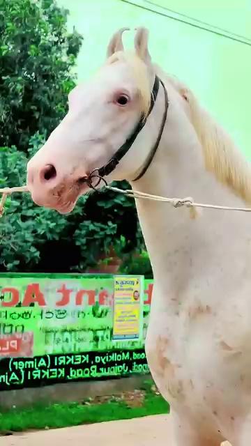 Name:-stallion Badal
SIRE:- abhohar wala bada ghoda
Sired By:-saraswati
Age :- 45. month
Height:- 66+
DNA QUALIFIED
Rahul jetwal
9828465050
Jetwal stud farm
kekri
*Not For Sell*
Covering piece 7100