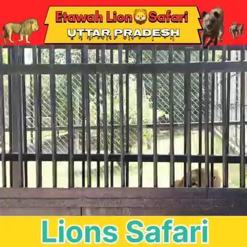 Lion Safari Etawah | Biggest Safari in Asia | Asiatic Lion Spotted | Travel Vlog