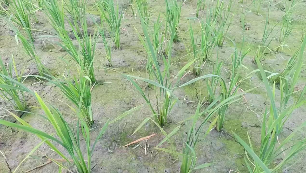 मधुबनी जिले के मधेपुर प्रखंड के अन्तर्गत कोसी दियारा इलाके में विगत तीन सप्ताह से बारिश नहीं होने के कारण अब धान की खेतों में पड़ने लगी दरार,