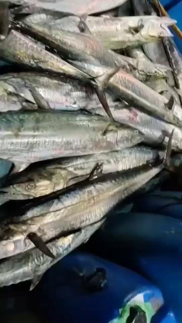 Veraval
Jalesar
ka hun
fishing video aapko achcha Lage to like share kijiye
friends