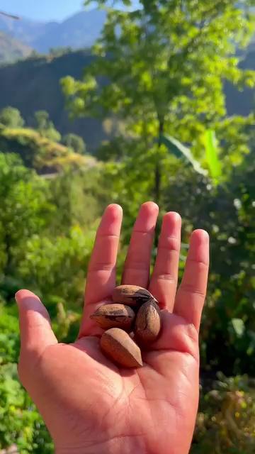 Pecan Nuts in Poonch Jammu and Kashmir
...