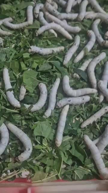 Mulbery silkworm rearing video of Dehradun doiwala...