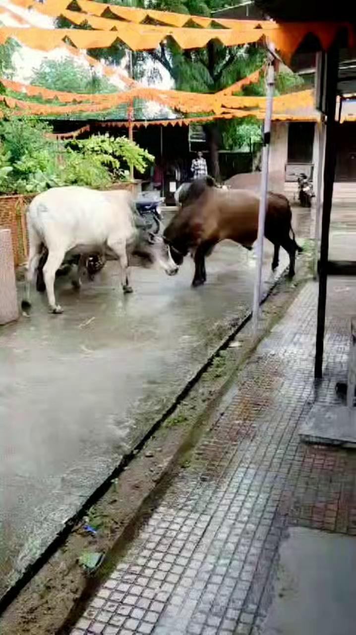 वीडियो क्लिप साभार – व्हाट्सएप
#कपासन ये दृश्य आम हो कर भी खास है। पालतू के तमगे को खो चुके मवेशी मस्त मलंग हो कर स्थानीय न्यायालय परिसर में उत्पात मचा रहे। अनेकों योजनाओं के बावजूद समुचित प्रयासों के अभाव में दुत्कार से ग्रसित गोवंश हालात से मजबूर। चाहे परिसर कोई भी हो अथवा आम रास्ता , सवाल यही की ये मवेशी आखिर कहां जाएंगे?
कहीं तो रहेंगे ही ना !