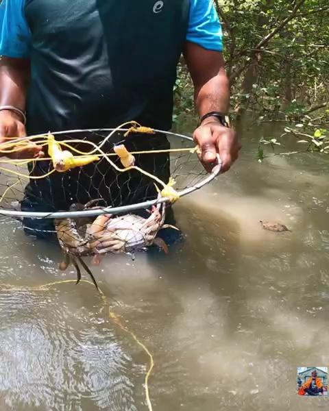 प्रत्तेक फगाण २ चिंबोऱ्या | जंगलात बनवला चिंबोऱ्यांचा कालवण | mangrove Mud Crab Catching