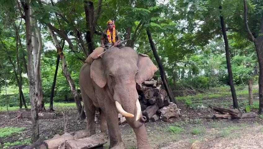 जंगली हाथी को खदेड़ने को लेकर बिलासपुर के अचानकपुर से पंतोरा पहुंचा कुमकी हाथी 'राजू'