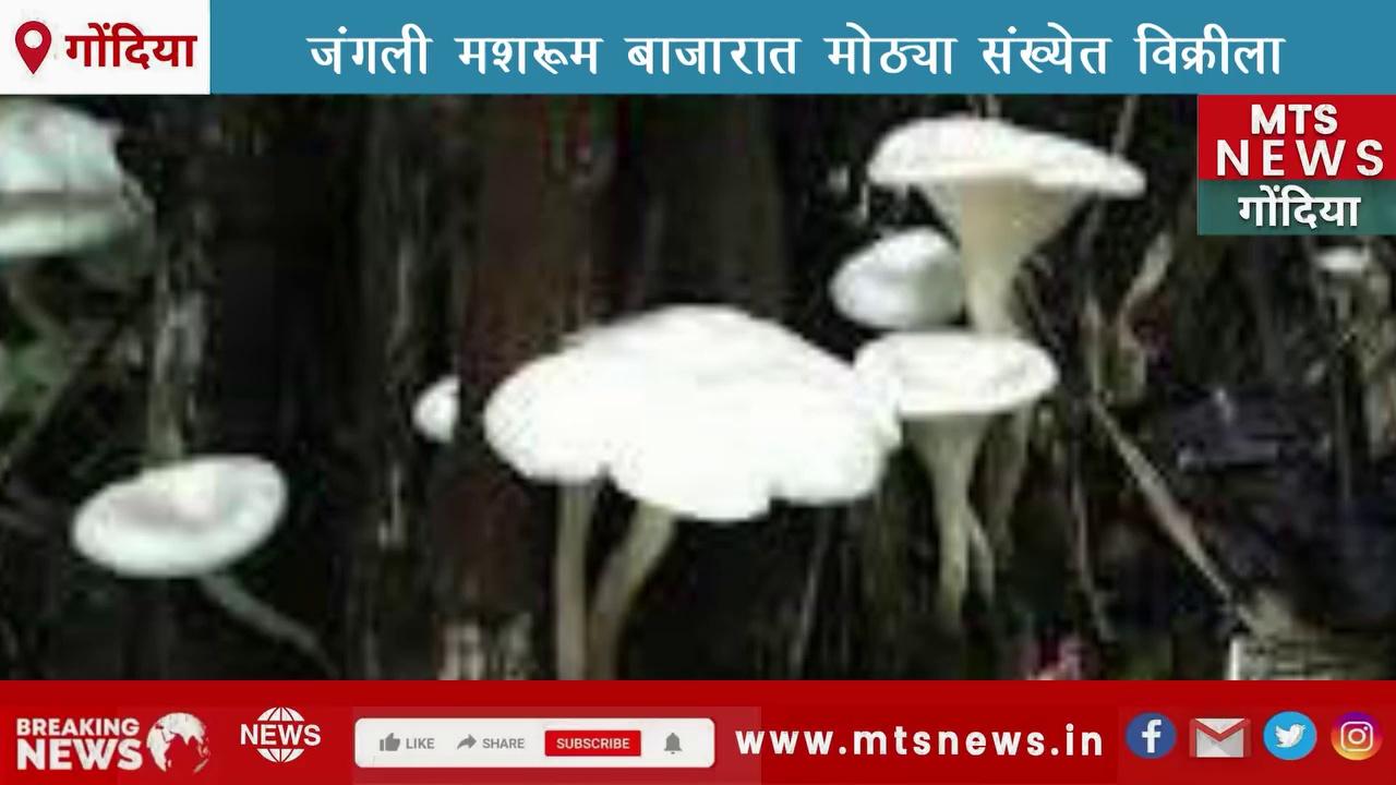 Mtsnews Gondia Bhandara NEWS GONDIA जंगली मशरूम बाजारात मोठ्या संख्येत विक्रीला शंभर ते दोनशे रुपये किलो दराने उपलब्ध