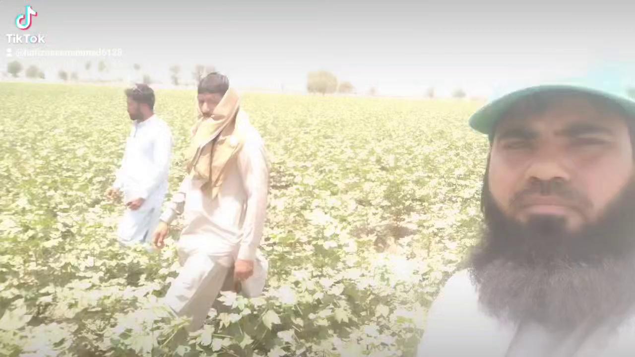 Field Activities by Awami Supry Centr MakhdumPur Chungi Kabirwala Territory.
#Swat Agro Chemicals
#UltraSol Fertilizers
#AntiStress Fertilizers
#Innovation in Agriculture