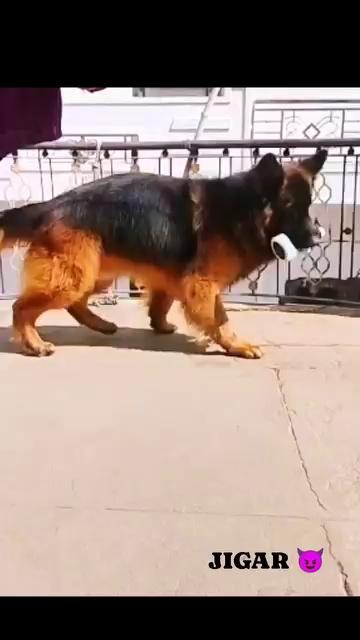 My kennels Long hair Boy
JIGAR
S/O
Import - Lindo Vom Radhus
Available for Stud Service only for cash
Breed by - Yunus Mohammad bhaiya
Lokesh sen -9772238771
Rudra Pet Shop & kennel
Deoli Tonk Rajasthan
Please love & respect Dogs
Thanks