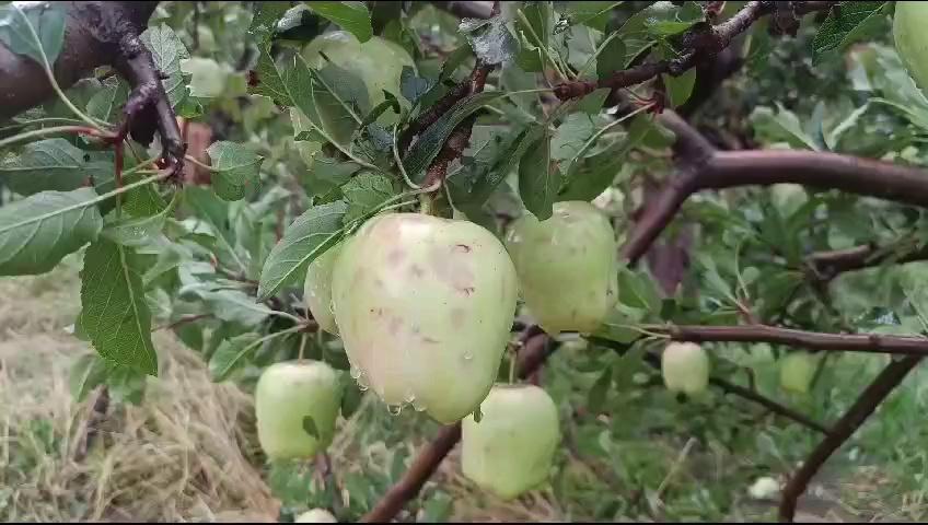 Apple Crop Damage due to hailstorm in Shopian District