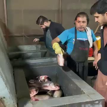 Traskoon Restaurant Peshawar | Peshawari Fry Fish | Grilled Fish| Angara Fish |Pakistani Street Food