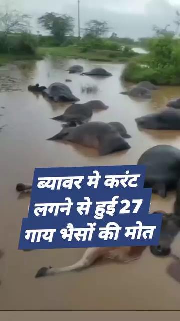 ब्यावर मे करंट लगने से हुई 27 गाय भैसों की मोत