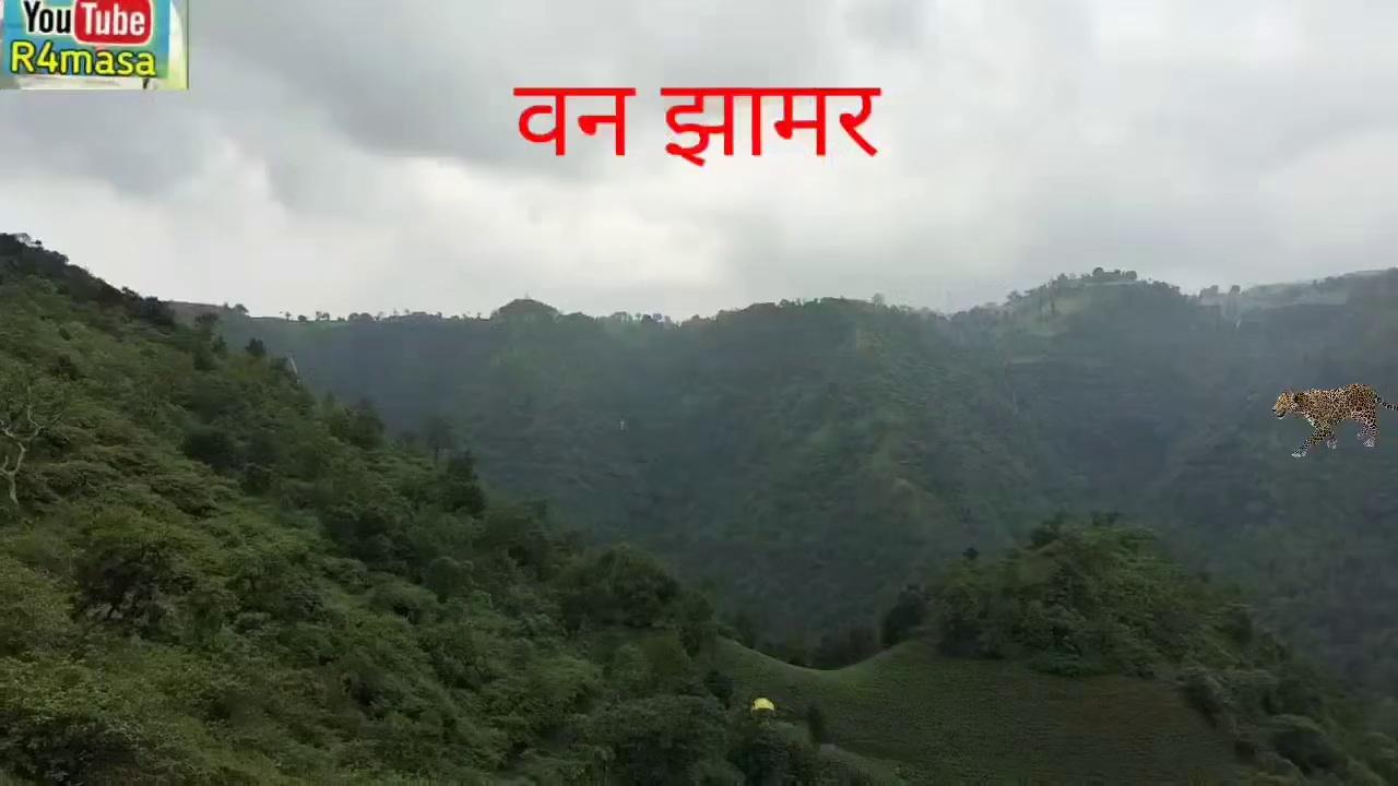 वन pati झामर,,,बड़वानी