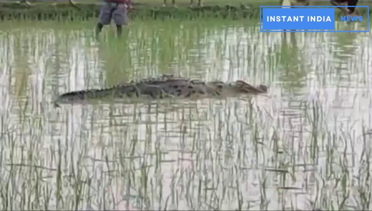 छत्तीसगढ़ के बिलासपुर जिले के धर्मनगरी रतनपुर में एक बार फिर मगरमच्छ का आतंक फैल गया है। स्थानीय खेतों में एक विशालकाय मगरमच्छ दिखाई देने से गांव में दहशत का माहौल बन गया। ग्रामीणों का कहना है कि वन विभाग को घटना की सूचना देने के बाद भी विभाग का अमला मौके पर नहीं पहुंचा, जिससे ग्रामीणों को खुद ही मगरमच्छ को रेस्क्यू करने की जिम्मेदारी उठानी पड़ी।