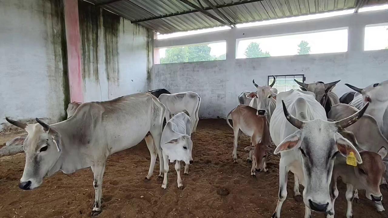 छतरपुर : राजनगर विधायक अरविंद पटेरिया द्वारा शुरू किया गया पहल,राजगढ़ ग्राम में गौशाला का शुभारंभ !