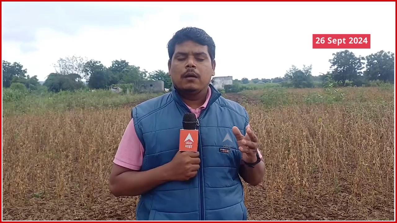 Hingoli Rain Updates : परतीच्या पावसाने सोयाबीनचं नुकसान, हिंगोलीत शेतकऱ्यांना फटका