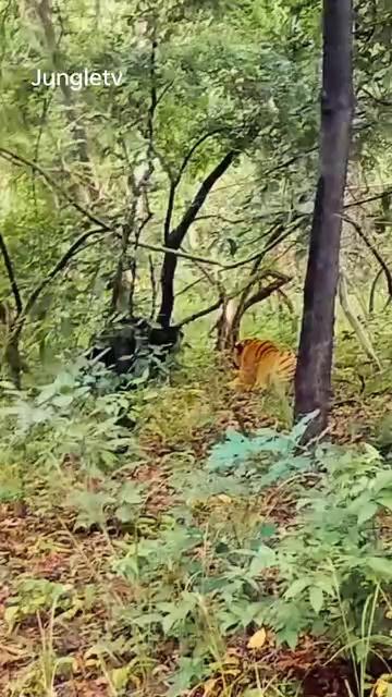 sloth bear vs tiger . #animals #slothbear #tiger
Clicked at Pilibhit Tiger Reserve.
.
.
.