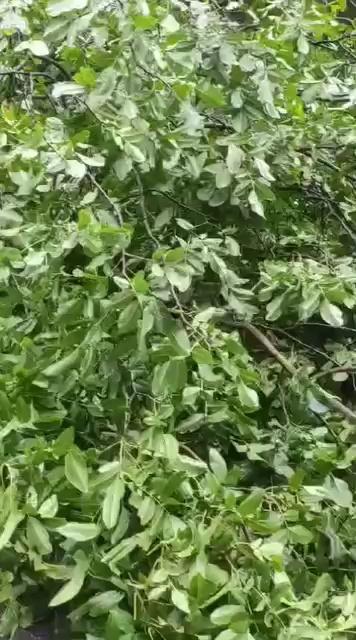 #No_Loss of Lives
Follow precautions Cloudbursts at Kaw_Cherwan kangan Ganderbal due to this water of power canal moving forward towards kawcherwan overflow canal .People are requested to be away from that area till morning Kindly follow precautions