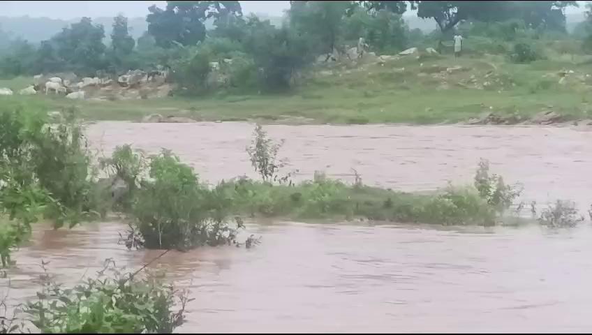 Jashpur : ईब नदी में जल स्तर बढ़ा, मवेशी चराने गए 3 चरवाहे फंसे... Video