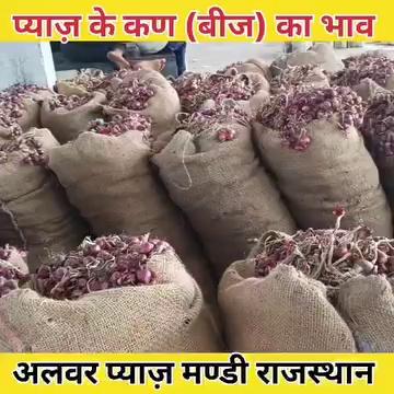 अलवर की प्याज़ मंडी में प्याज़ के कण (बीज) के भाव राजस्थान/ Onion farming Alwar Rajasthan