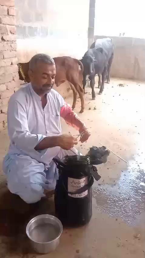 Today Performed Artificial Insemination in Buffalo Breed Mr Shakeel Qazi Kheskheli Goth 03072617069 Taulka Kotri Technical Team Dr Ghulam Hyder Jamali Mr Amir Ali jokhio Livestock Inspector Hyderabad Under Supervision Dr Iqatidar Ali Memon Sb Additional Director Livestock Production Hyderabad Dr Ghulam Muhammad Jiskani Sb Deputy Director Livestock Production Hyderabad 12.9.2024....