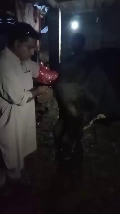 Today Performed Artificial Insemination in Cow Kotri Mr Dado Noor Muhammad Bughio Technical Team Dr Ghulam Hyder Jamali Mr Amir Ali jokhio Livestock Inspector Hyderabad Under Supervision Dr Iqatidar Ali Memon Sb Additional Director Livestock Production Hyderabad Dr Ghulam Muhammad Jiskani Sb Deputy Director Livestock Production Hyderabad Date 8.9.2024......