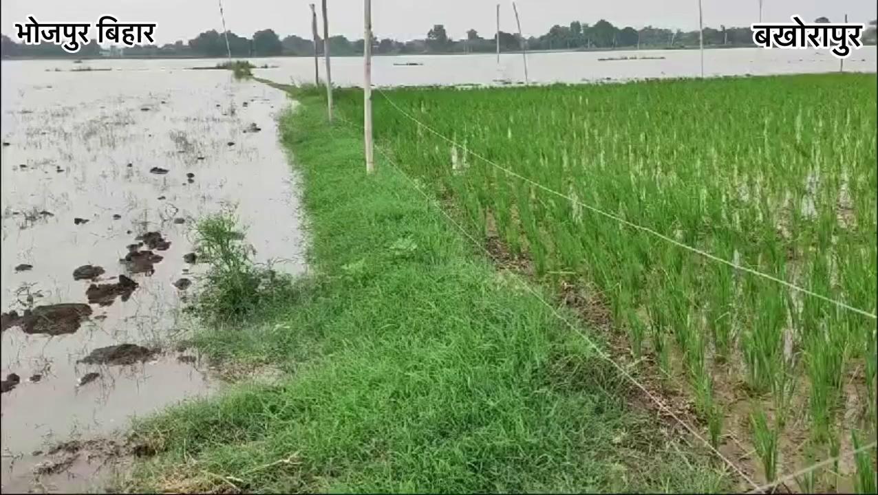 मेरे गाँव बखोरापुर ज़िला भोजपुर में गंगा के बाढ़ में धान में फसल डूबने का ख़तरा आ गया है Narendra Modi Ara News Hindustan Hindustan Times Shivraj Singh Chouhan