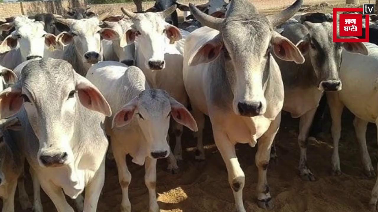 Kaushambi: गौशाला के पास MRC सेंटर में मिला गौवंशों का शव, ग्रामीणों और हिंदू संगठनों ने किया हंगामा