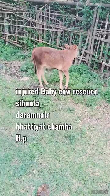 Rescued injured baby cow .