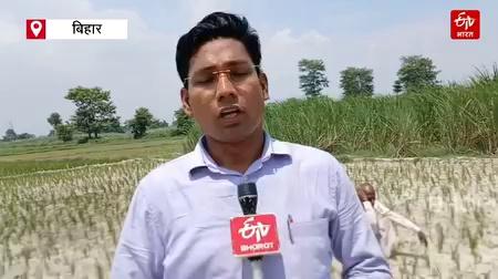 बिहार में मानसून कमजोर होने से बारिश नहीं हो रही है. इस कारण धान की फसल को ज्यादा नुकसान हो रहा है. गोपालगंज के किसान पिछले 18 दिनों से बारिश का इंतजार कर रहे हैं. सूख रहे फसल को देखने के बाद किसानों का कलेजा फट रहा है.