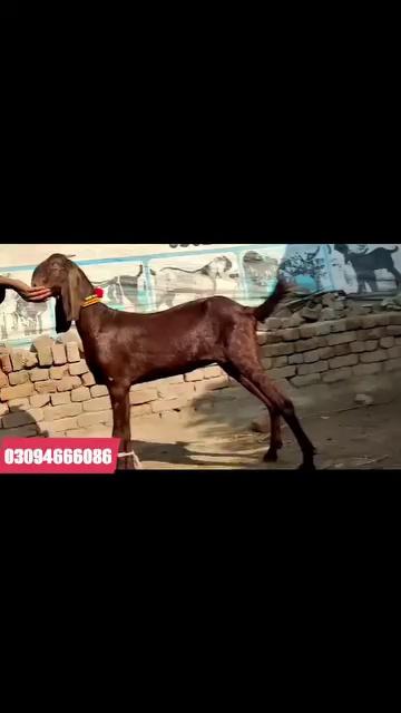 Mashallah ji
Nagra betal or lala dabai pathy for sale jsi Bhai ko chya rbta kry
Location luddan district vehari
malik goat farm
03094666086