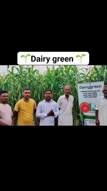 *आज की किसान गोष्ठी*
*गांव-सरोवारपुर*
*जिला-फतेहाबाद*
*फसल- Dairy Green